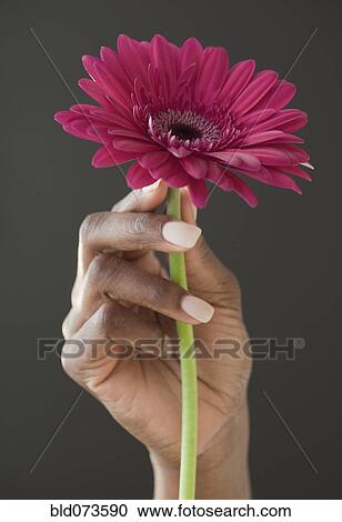 Stock Image - African woman holding flower. Fotosearch