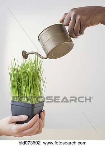 Stock Image - African woman pouring water on grass in pot. Fotosearch