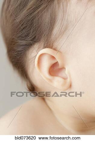 Close up of mixed race baby girl’s ear View Large Photo Image Stock Image - Close up of mixed race baby girl’s ear. Fotosearch