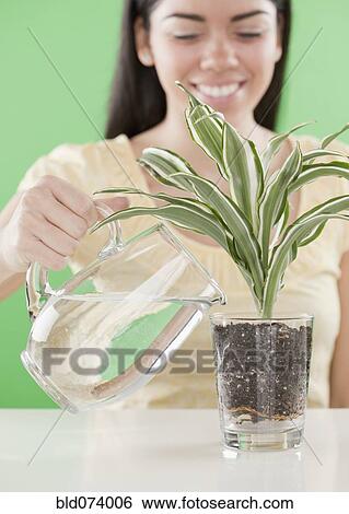 Hispanic woman watering plant View Large Photo Image Stock Photograph - Hispanic woman watering plant. Fotosearch