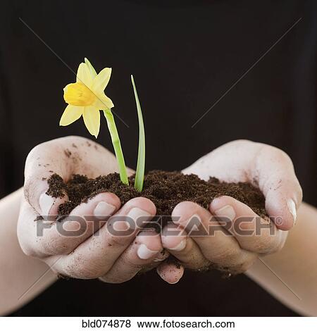 Stock Photo - Woman cupping soil and daffodil bloom. Fotosearch