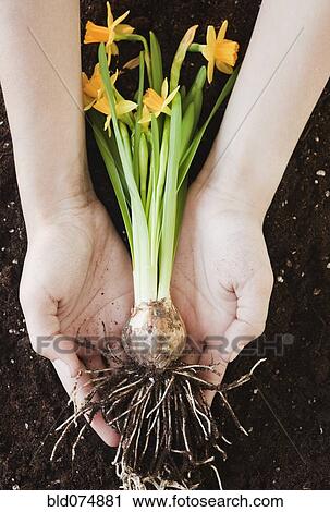 Stock Image - Woman holding daffodil by roots. Fotosearch