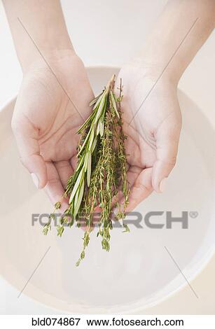 Woman holding fresh herbs over bowl of water View Large Photo Image Stock Photo - Woman holding fresh herbs over bowl of water. Fotosearch
