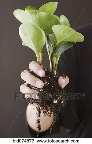 Stock Photo - Woman holding plant by roots. Fotosearch