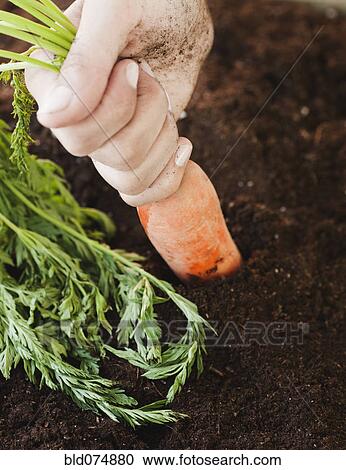 Stock Image - Woman pulling carrot from soil. Fotosearch
