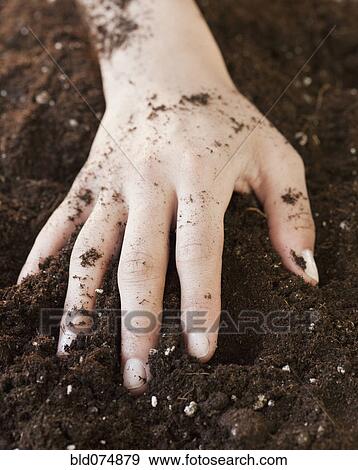 Woman with hand in planting soil View Large Photo Image Stock Photo - Woman with hand in planting soil. Fotosearch