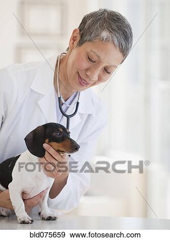 Stock Photo - Chinese veterinarian examining dachshund. Fotosearch