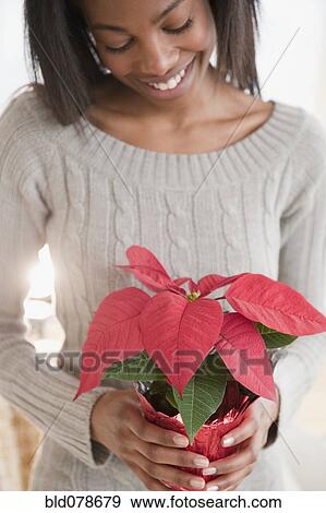 Stock Photo - Mixed race woman holding poinsettia plant. Fotosearch