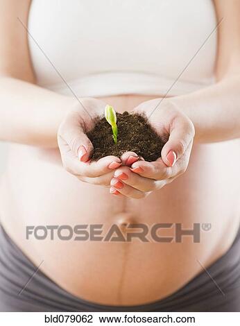 Stock Image - Pregnant Hispanic woman holding handful of dirt with seedling. Fotosearch