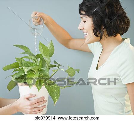 Picture - Hispanic woman watering plant. Fotosearch