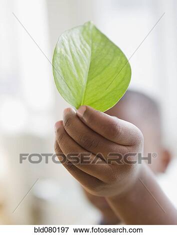 Stock Photo - Black boy holding green leaf. Fotosearch