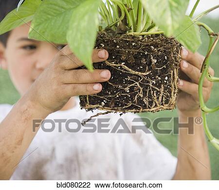 Stock Image - Mixed race boy holding garden plant. Fotosearch