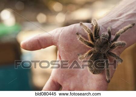 Close up of man's hand holding spider View Large Photo Image Stock Photography - Close up of man's hand holding spider. Fotosearch