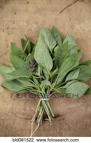 Stock Image - Bouquet of Thai basil. Fotosearch