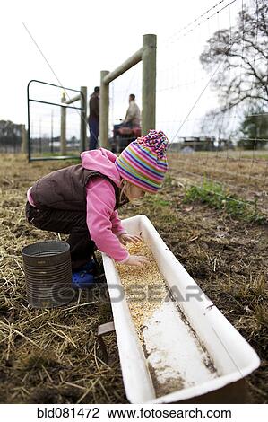 Stock Image - Caucasian girl placing grain in trough. Fotosearch