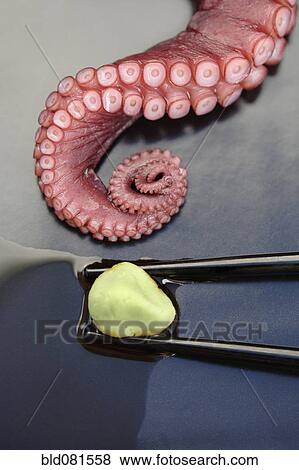 Close up of octopus and wasabi View Large Photo Image Stock Photo - Close up of octopus and wasabi. Fotosearch