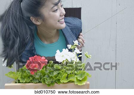 Asian woman leaning out window with flowerbox View Large Photo Image Stock Image - Asian woman leaning out window with flowerbox. Fotosearch