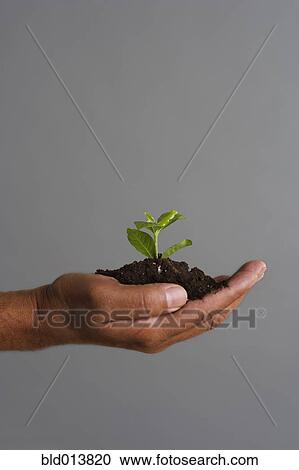 Stock Image - Close up of hand holding mound of dirt and plant. Fotosearch