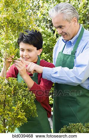 Stock Photo - Hispanic father and son working at garden center. Fotosearch
