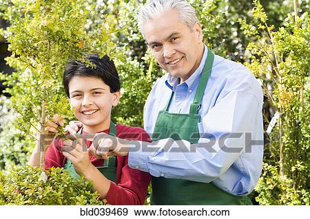 Hispanic father and son working at garden center View Large Photo Image Stock Photo - Hispanic father and son working at garden center. Fotosearch
