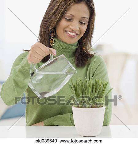 Indian woman watering potted plant View Large Photo Image Stock Photo - Indian woman watering potted plant. Fotosearch