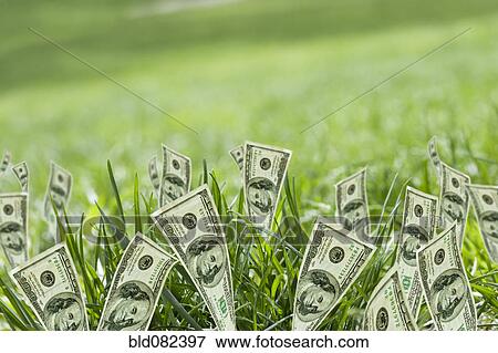 Stock Photo - 100 dollar bills growing in grass. Fotosearch