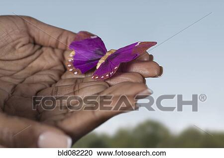 Black woman's hands holding purple butterfly View Large Photo Image Stock Image - Black woman's hands holding purple butterfly. Fotosearch