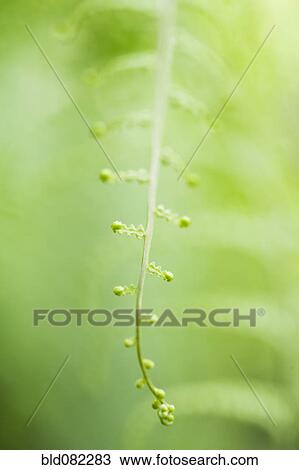 Stock Image - Delicate green plant stem. Fotosearch