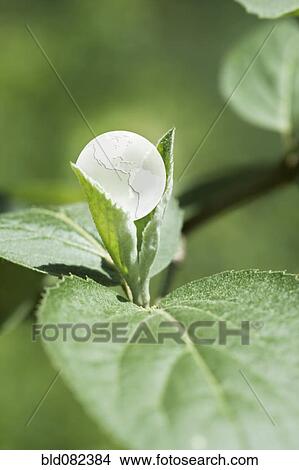 Glass globe resting on green leaf View Large Photo Image Picture - Glass globe resting on green leaf. Fotosearch
