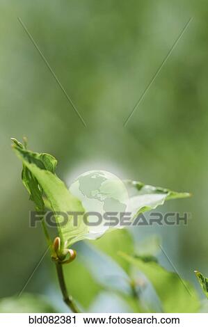 Stock Image - Glass globe resting on green leaf. Fotosearch