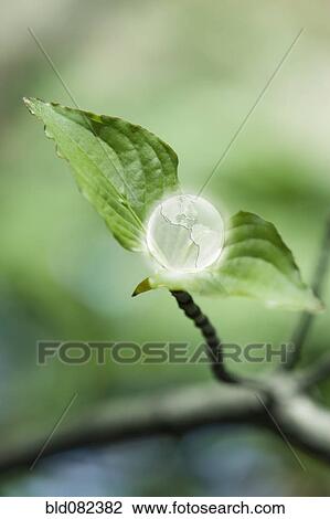 Stock Image - Glass globe resting on green leaf. Fotosearch