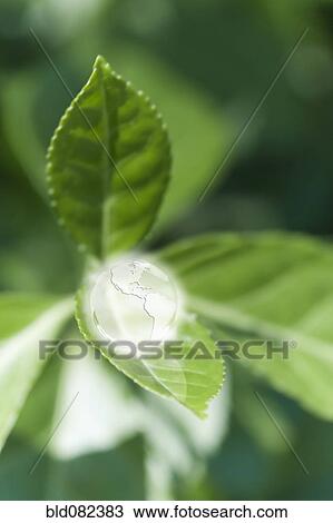 Glass globe resting on green leaf View Large Photo Image Stock Image - Glass globe resting on green leaf. Fotosearch