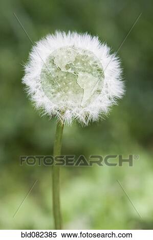 Globe at center of dandelion View Large Photo Image Stock Photography - Globe at center of dandelion. Fotosearch