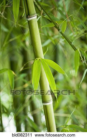 Stock Image - Growing green bamboo. Fotosearch