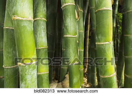 Stock Image - Growing green bamboo. Fotosearch