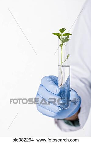 Picture - Hispanic scientist holding test tube containing sprout. Fotosearch