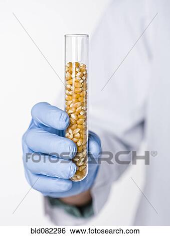 Hispanic scientist holding test tube containing corn View Large Photo Image Stock Photograph - Hispanic scientist holding test tube containing corn. Fotosearch