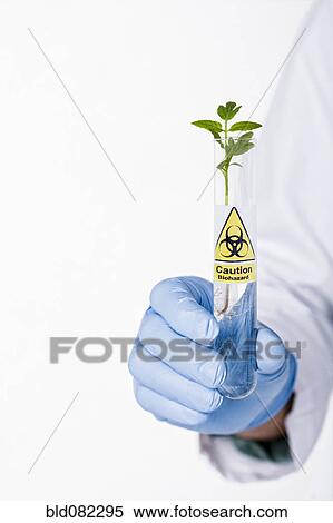 Hispanic scientist holding test tube with caution symbol containing sprout View Large Photo Image Stock Photography - Hispanic scientist holding test tube with caution symbol containing sprout . Fotosearch
