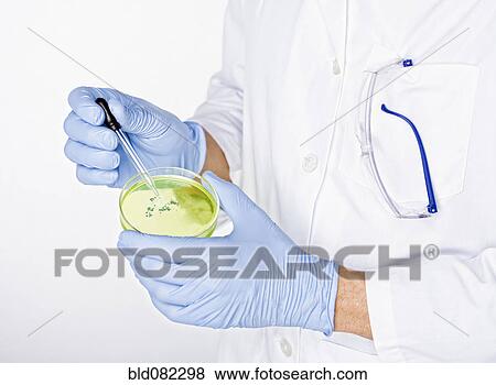 Hispanic scientist working with dropper and petri dish View Large Photo Image Stock Photo - Hispanic scientist working with dropper and petri dish. Fotosearch