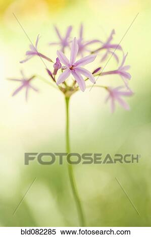Stock Photography - Pink blooming flower. Fotosearch