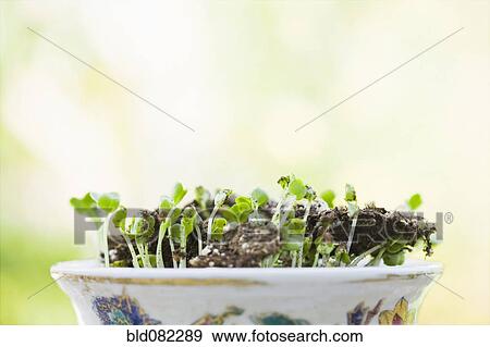 Stock Photo - Sprouts growing in bowl. Fotosearch