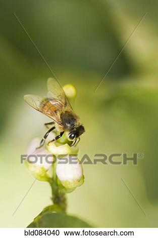 Bee landing on flower View Large Photo Image Stock Image - Bee landing on flower. Fotosearch
