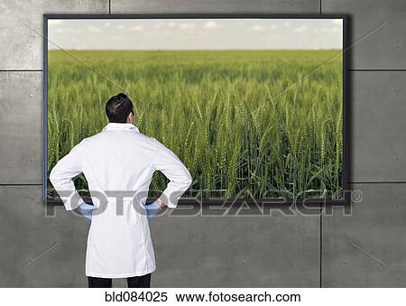 Stock Photography - Hispanic scientist looking at agricultural image on television screen. Fotosearch