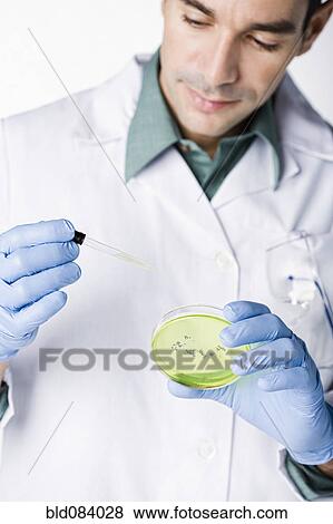 Stock Photo - Hispanic scientist working with dropper and petri dish. Fotosearch