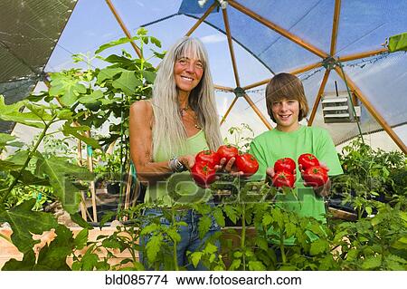 Caucasian grandmother and grandson holding tomatoes in garden View Large Photo Image Picture - Caucasian grandmother and grandson holding tomatoes in garden. Fotosearch