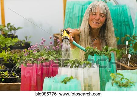 Stock Photograph - Caucasian woman watering plants in garden. Fotosearch