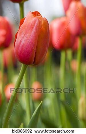 Close up of orange tulips View Large Photo Image Stock Image - Close up of orange tulips. Fotosearch