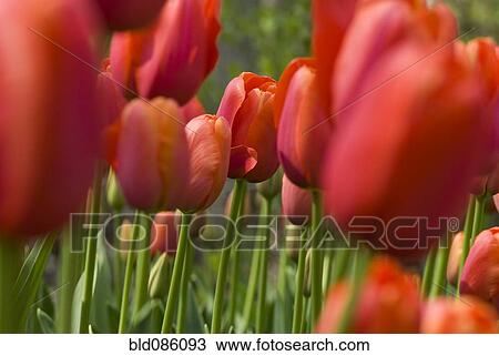 Stock Image - Close up of orange tulips. Fotosearch