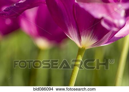 Picture - Close up of purple tulip. Fotosearch