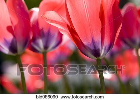 Close up of red tulips View Large Photo Image Stock Image - Close up of red tulips. Fotosearch